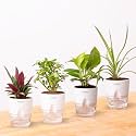 KYARI Combo of 4 Jade Plant, Spider Plant, Oyster Plant, Golden Money | Indoor Plants for Living Room | Plants with White Self Watering Pot for Home | Live Plants