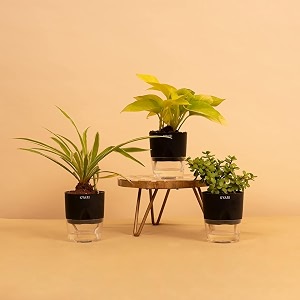 kyari combo of golden money good luck jade spider live  combo of 3  best for living room kitchen amp bedroom
