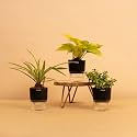 KYARI Combo of Golden Money, Good Luck Jade, Spider Live | Combo of 3 | Best for Living Room, Kitchen &amp; Bedroom
