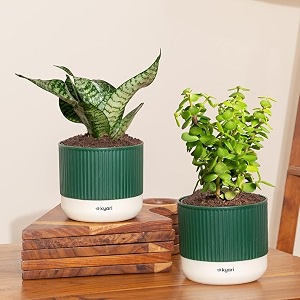 kyari combo of 2 indoor plants - jade green snake with green self watering pot 4 inch - live plants for home decor living room office desk - air purifying vastu plant set