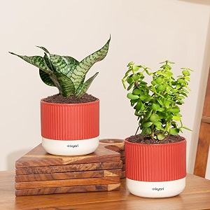 kyari combo of 2 indoor plants - jade green snake with red brick self watering pot 4 inch - live plants for home decor living room office desk - air purifying vastu plant set
