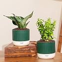 Kyari Combo of 2 Indoor Plants - Jade, Green Snake with Green Self Watering Pot 4 Inch - Live Plants for Home Decor, Living Room, Office Desk - Air Purifying Vastu Plant Set
