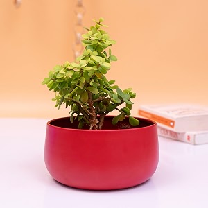 kyari decorative metal plant pots indoor small planter flower pots with drainage hole home garden decor for living room bedroom interior