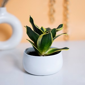 kyari decorative metal plant pots indoor small planter flower pots with drainage hole home garden decor for living room bedroom interior white