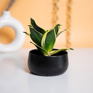 kyari decorative metal plant pots indoor small planter flower pots with drainage hole home garden decor for living room bedroom interior