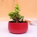 KYARI Decorative Metal Plant Pots, Indoor Small Planter Flower Pots with Drainage Hole, Home Garden Decor for Living Room Bedroom Interior