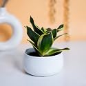 KYARI Decorative Metal Plant Pots, Indoor Small Planter Flower Pots with Drainage Hole, Home Garden Decor for Living Room Bedroom Interior, White