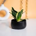 KYARI Decorative Metal Plant Pots, Indoor Small Planter Flower Pots with Drainage Hole, Home Garden Decor for Living Room Bedroom Interior