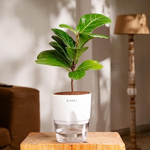 kyari ficus lyrata fiddle fig live plant with white self watering pot - small 4 inch