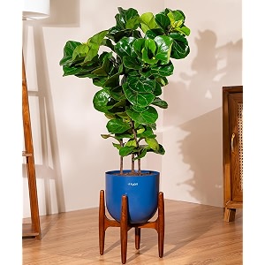 kyari ficus lyrata fiddle fig live plant with blue self watering metal pot without stand- extra large 10 inch