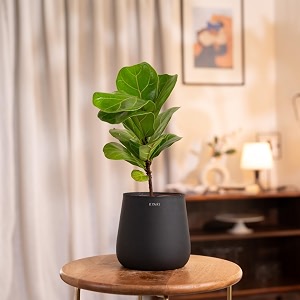kyari ficus lyrata fiddle fig live plant with jet black self watering metal pot - medium 55 inch