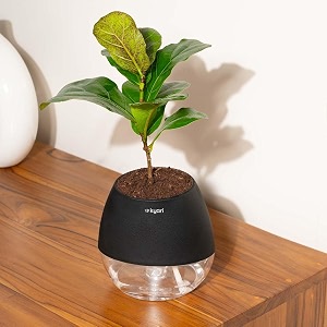 kyari ficus lyrata fiddle fig live plant with black self watering pot - oval pot 4 inch
