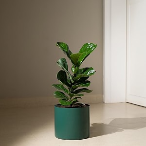 kyari ficus lyrata fiddle fig live plant with green self watering metal pot without stand- large 8 inch
