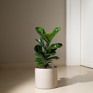 kyari ficus lyrata fiddle fig live plant with cream self watering metal pot without stand- large 8 inch