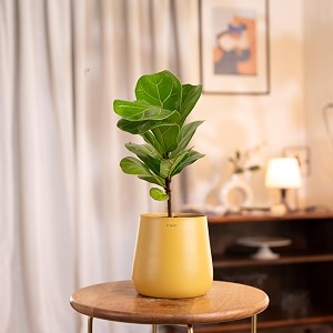kyari ficus lyrata fiddle fig live plant with yellow self watering metal pot - medium 55 inch