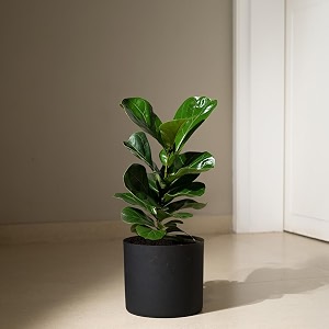 kyari ficus lyrata fiddle fig live plant with black self watering metal pot without stand- large 8 inch