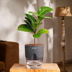 kyari ficus lyrata fiddle fig live plant with grey self watering pot - small 4 inch