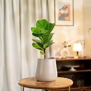 kyari ficus lyrata fiddle fig live plant with cream self watering metal pot - medium 55 inch