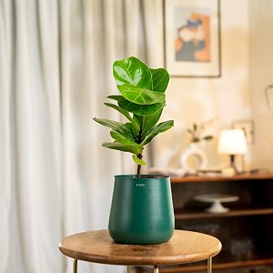 kyari ficus lyrata fiddle fig live plant with green self watering metal pot - medium 55 inch
