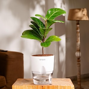 kyari ficus lyrata fiddle fig live plant with green self watering pot - small 4 inch