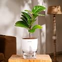 KYARI Ficus Lyrata Fiddle Fig Live Plant with White Self Watering Pot - Small 4 Inch