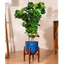 KYARI Ficus Lyrata Fiddle Fig Live Plant with Blue Self Watering Metal Pot without Stand- Extra Large 10 Inch
