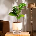 KYARI Ficus Lyrata Fiddle Fig Live Plant with Cream Self Watering Pot - Small 4 Inch
