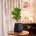 KYARI Ficus Lyrata Fiddle Fig Live Plant with Jet Black Self Watering Metal Pot - Medium 5.5 Inch