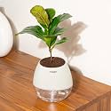 Kyari Ficus Lyrata Fiddle Fig Live Plant with Beige Grey Self Watering Pot - Oval Pot 4 Inch