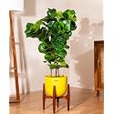 KYARI Ficus Lyrata Fiddle Fig Live Plant with Yellow Self Watering Metal Pot without Stand- Extra Large 10 Inch