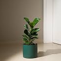 KYARI Ficus Lyrata Fiddle Fig Live Plant with Green Self Watering Metal Pot without Stand- Large 8 Inch
