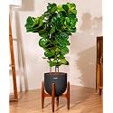 KYARI Ficus Lyrata Fiddle Fig Live Plant with Black Self Watering Metal Pot without Stand- Extra Large 10 Inch