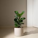 KYARI Ficus Lyrata Fiddle Fig Live Plant with Cream Self Watering Metal Pot without Stand- Large 8 Inch
