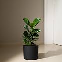 KYARI Ficus Lyrata Fiddle Fig Live Plant with Black Self Watering Metal Pot without Stand- Large 8 Inch