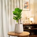 KYARI Ficus Lyrata Fiddle Fig Live Plant with Cream Self Watering Metal Pot - Medium 5.5 Inch