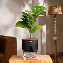 KYARI Ficus Lyrata Fiddle Fig Live Plant with Black Self Watering Pot - Small 4 Inch