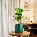 KYARI Ficus Lyrata Fiddle Fig Live Plant with Green Self Watering Metal Pot - Medium 5.5 Inch