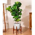 KYARI Ficus Lyrata Fiddle Fig Live Plant with Grey Self Watering Metal Pot without Stand- Extra Large 10 Inch