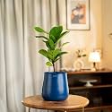 KYARI Ficus Lyrata Fiddle Fig Live Plant with Blue Self Watering Metal Pot - Medium 5.5 Inch