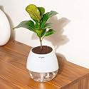 Kyari Ficus Lyrata Fiddle Fig Live Plant with White Self Watering Pot - Oval Pot 4 Inch