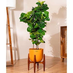 kyari ficus lyrata fiddle fig live plant with orange self watering metal pot without stand- extra large 10 inch