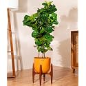 KYARI Ficus Lyrata Fiddle Fig Live Plant with Orange Self Watering Metal Pot without Stand- Extra Large 10 Inch