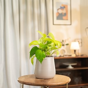 kyari golden money indoor plant for living room  plants with cream aura self watering pot for home  office plants