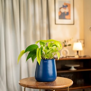 kyari golden money indoor plant for living rooms  plants with blue aura self watering pot for home  plants for home decor