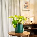 KYARI Golden Money Indoor Plant for Living Room