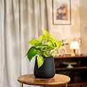 KYARI Golden Money Indoor Plant for Living Room | Plants with Jet Black Aura Self Watering Pot for Home | Plants for Home Decor