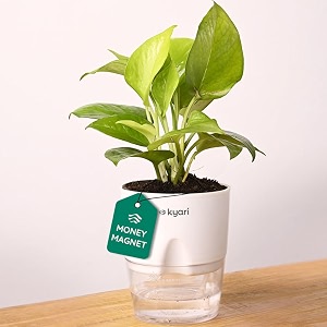 kyari golden money for living room  plants with white pot for home  indoor plants for bedroom   plants for home decor  live plants