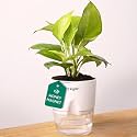 KYARI Golden Money for Living Room | Plants with White Pot for Home | Indoor Plants for bedroom | | Plants for Home Decor | Live Plants