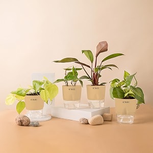 kyari golden money-philodendron red-betel leaf-money v combo of 4 indoor plants for living room  live plants  plants with cream pot for home air purifier plants  plants for home decor amp garden