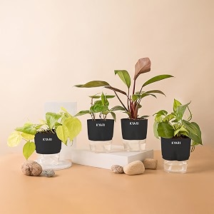 kyari golden money-philodendron red-betel leaf-money v combo of 4 indoor plants for living room  live plants  plants with black pot for home air purifier plants  plants for home decor amp garden